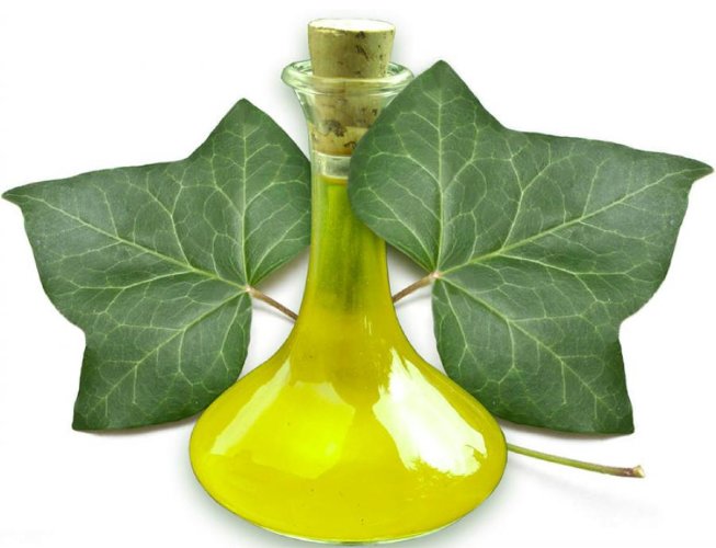 Экстракт Плюща масляный  