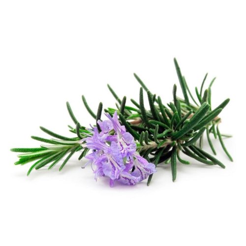 Гидролат Розмарина  